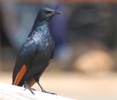 Rotschwingenstar